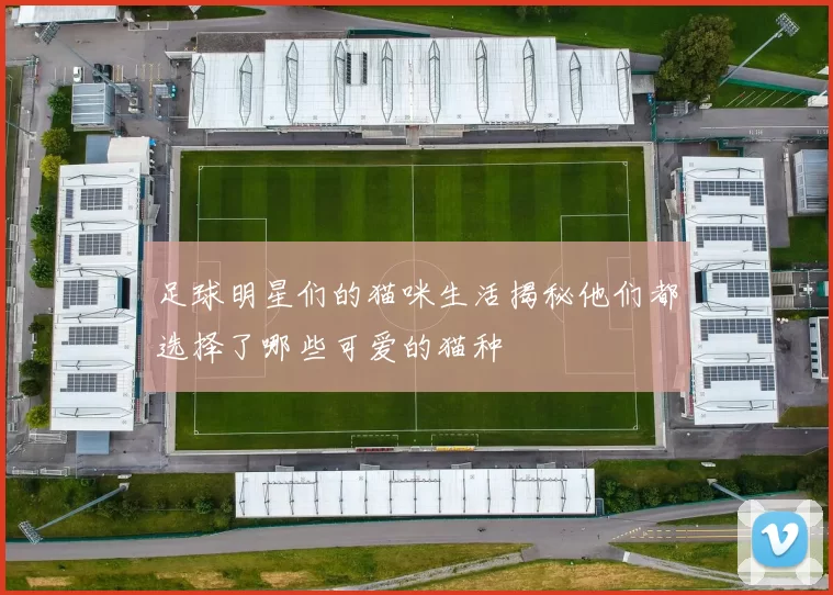 足球明星们的猫咪生活揭秘他们都选择了哪些可爱的猫种